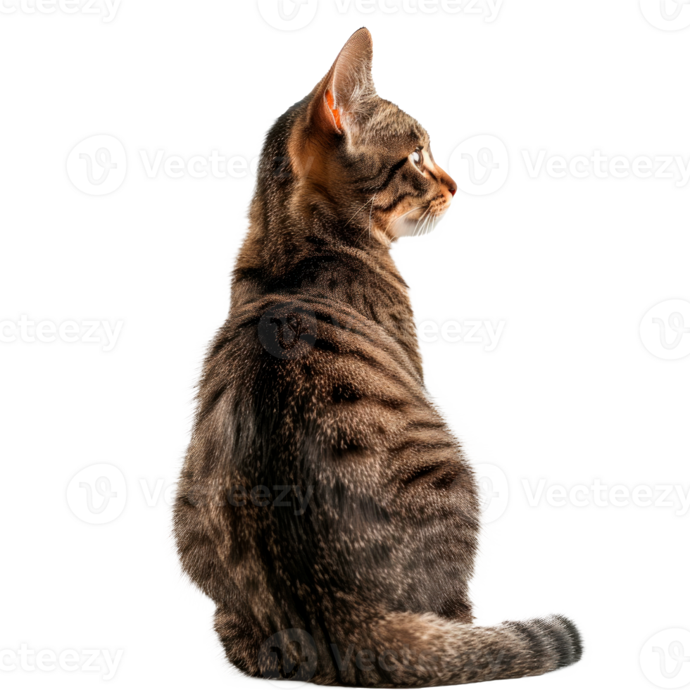 Profile view of a sitting tabby cat on a transparent background png