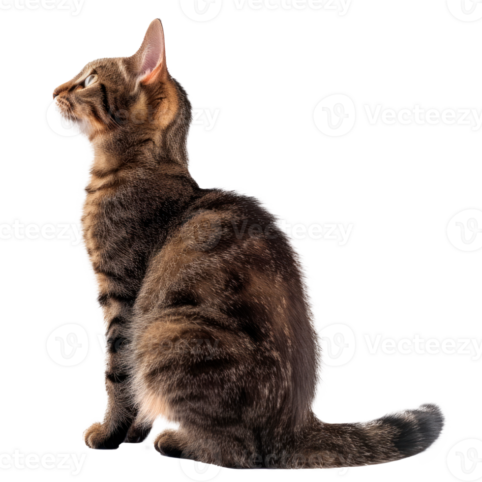 A side profile of a curious tabby cat sitting gracefully. png