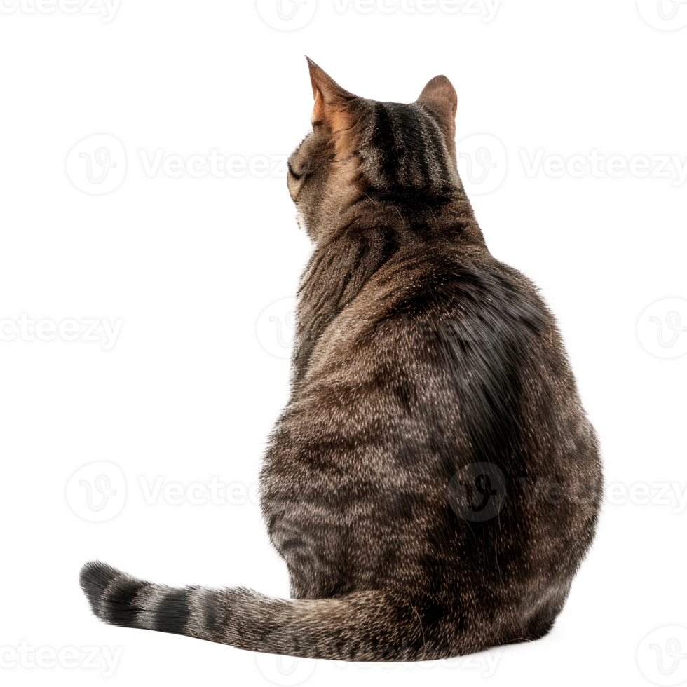 A rear view of a tabby cat sitting quietly. png