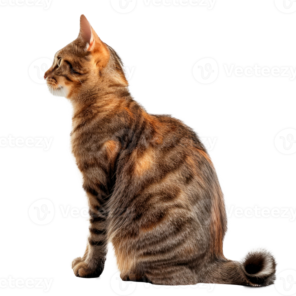 A side profile of a domestic tabby cat sitting elegantly on a transparent background png