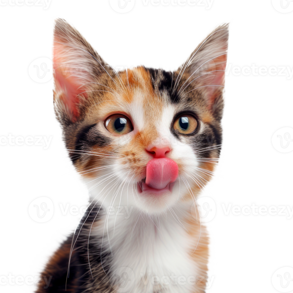 A playful cat licking its tongue in a cute manner. png