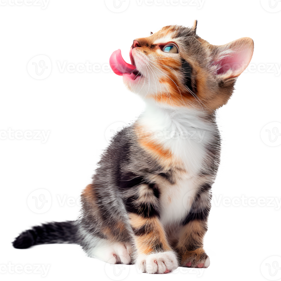 A playful kitten licking its lips in a cute pose png