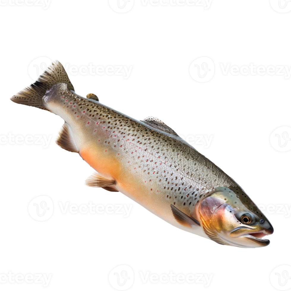 A realistic image of a colorful trout fish isolated on a transparent background png