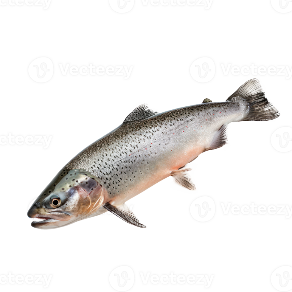 Fresh trout fish on a transparent background for culinary use png