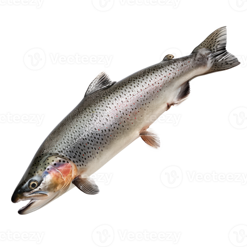 Fresh trout fish isolated on transparent background for culinary use png