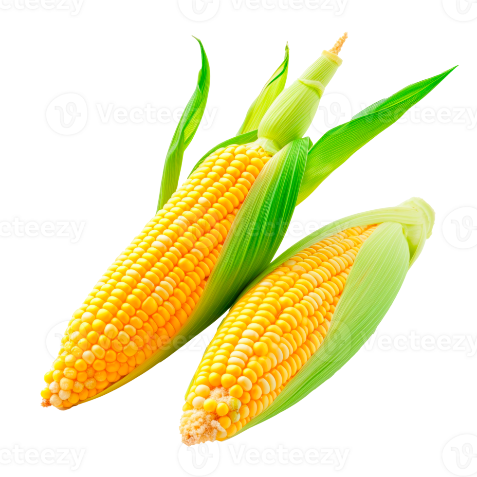 Two fresh ears of yellow corn isolated on a transparent background png