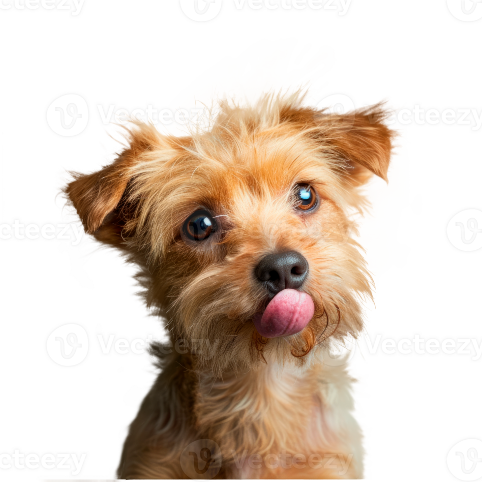 A cute small dog with playful expression and tongue out. png