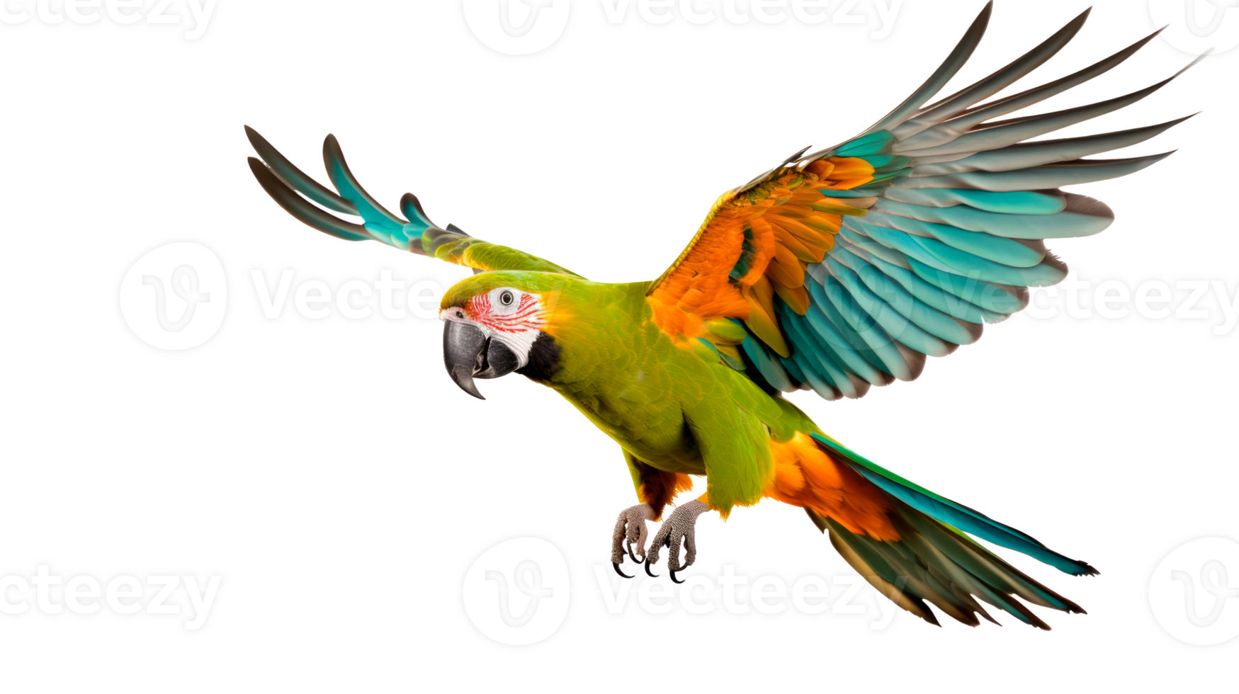 A colorful parrot flying with vibrant feathers and spread wings. png