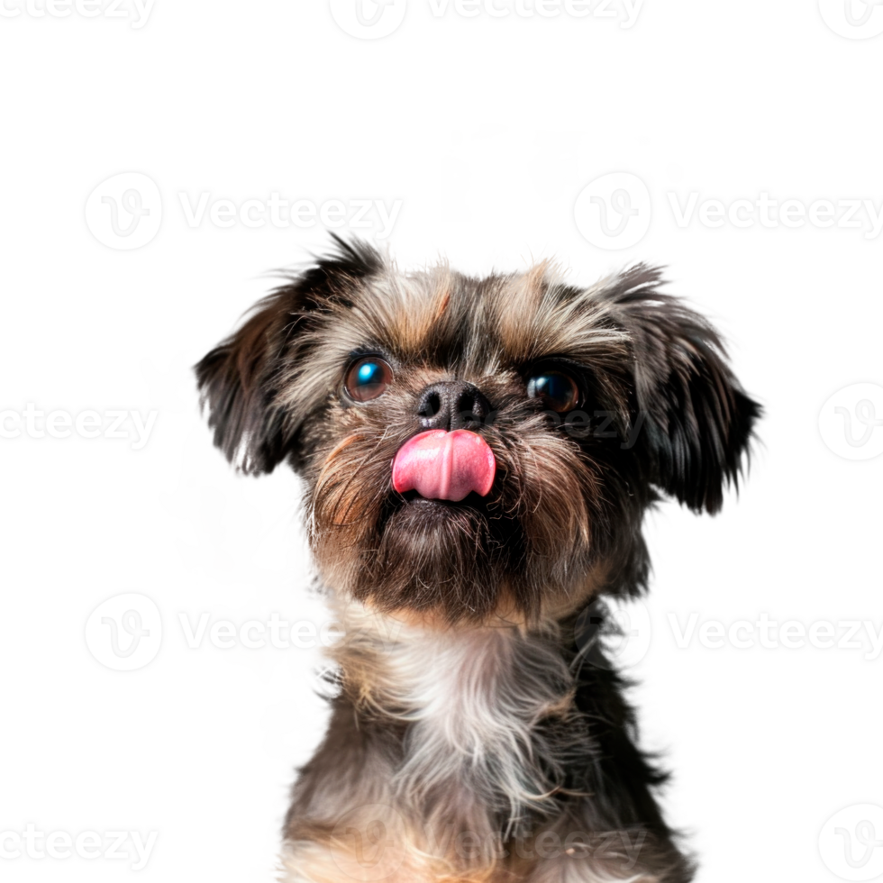A cute small dog with a playful expression and tongue out png