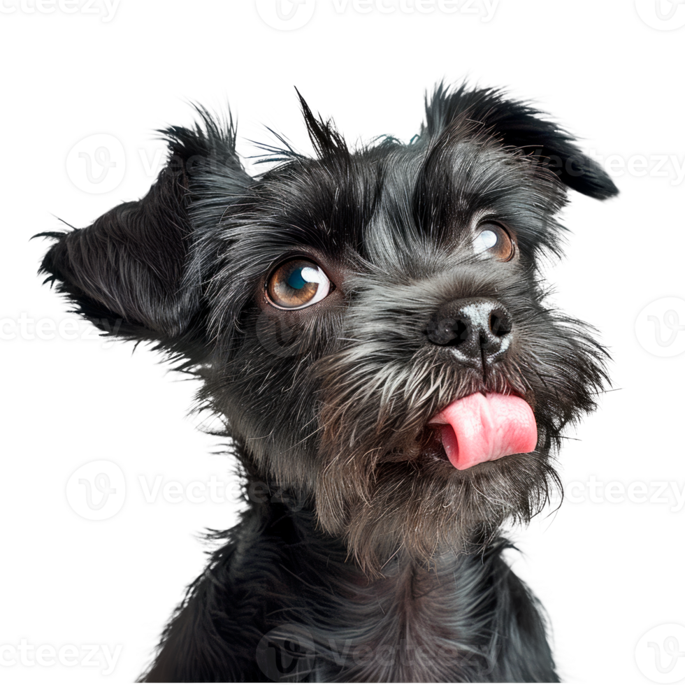 A cute black dog sticking out its tongue with a playful expression. png