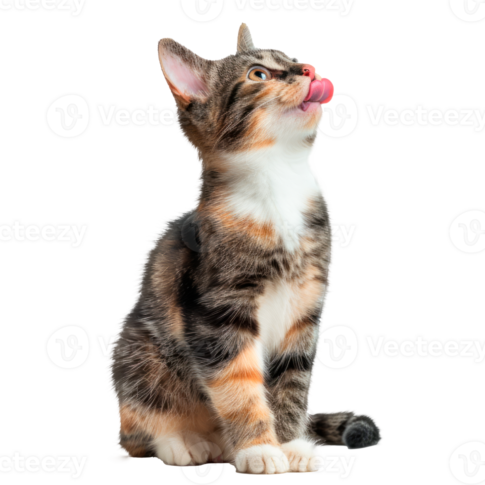 A cute kitten licking its tongue with a playful expression. png