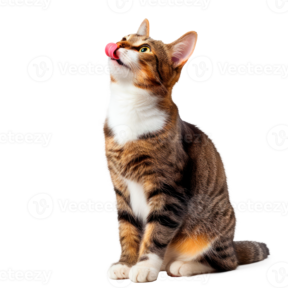 A playful tabby cat licking its nose in a cute pose png