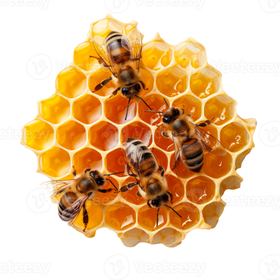 A closeup of bees on a honeycomb filled with honey. png