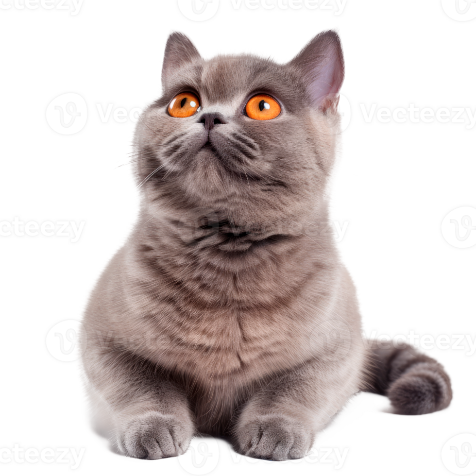 A cute grey kitten with striking orange eyes looking upwards. png