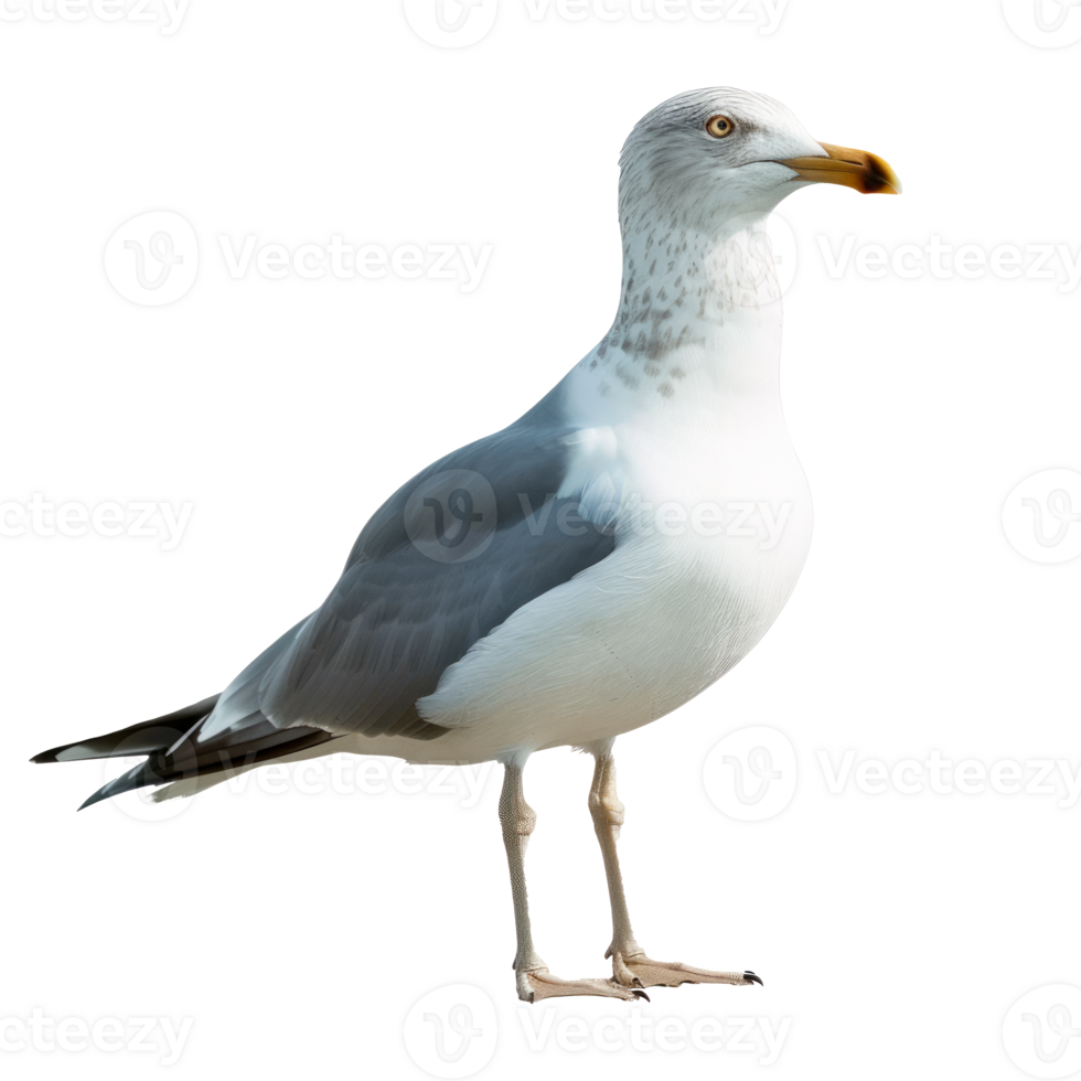 A detailed illustration of a seagull standing elegantly against a transparent background. png