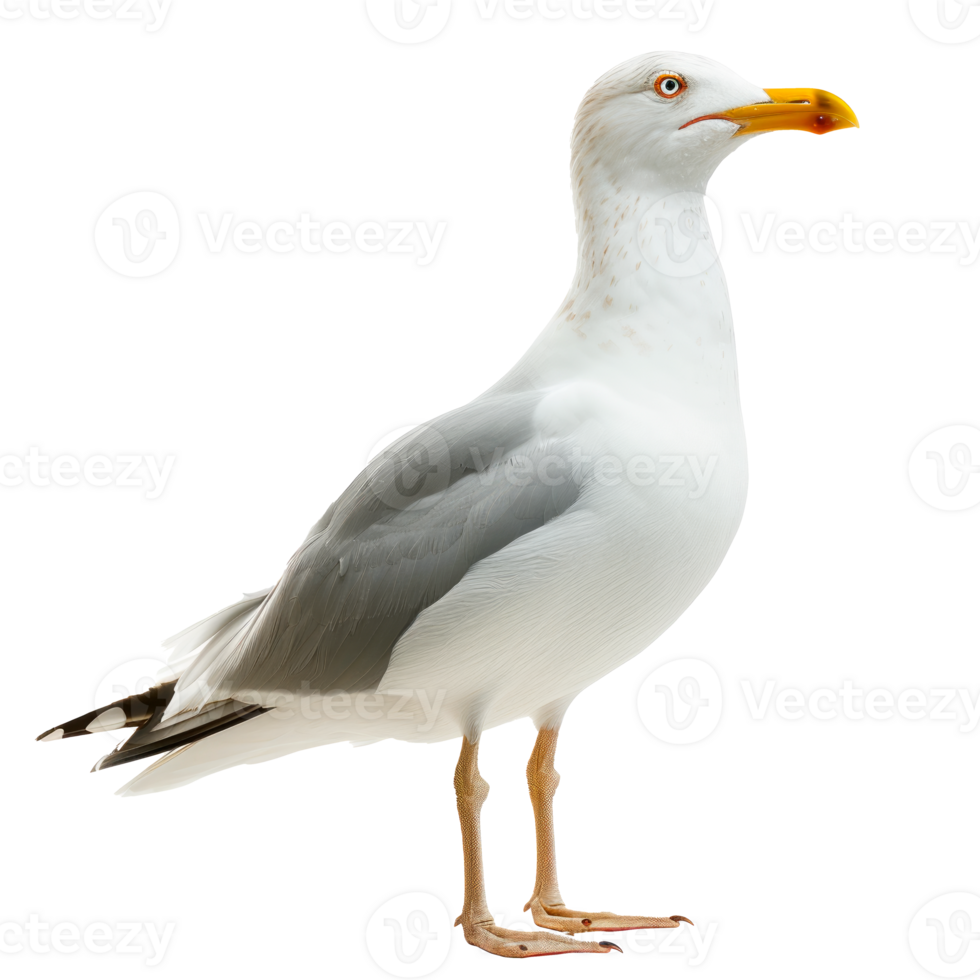 A realistic seagull standing on a transparent background. png