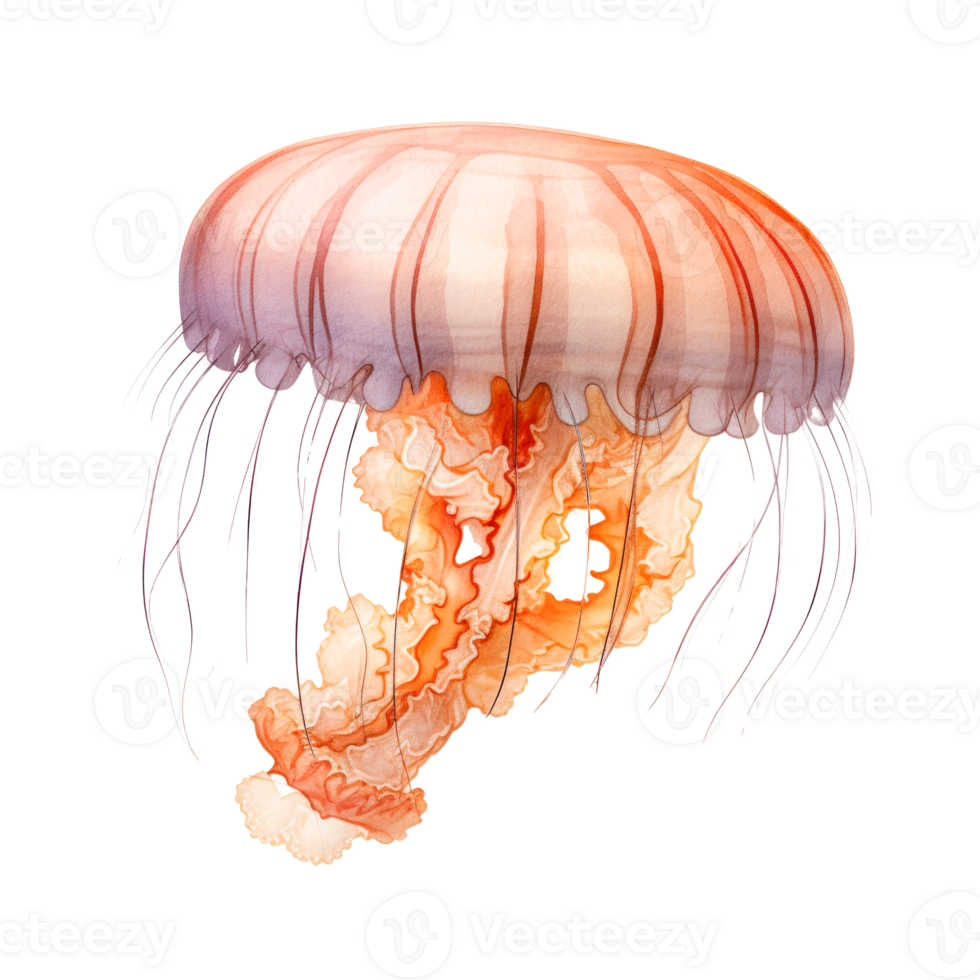 Illustration of a colorful jellyfish with flowing tentacles in water png