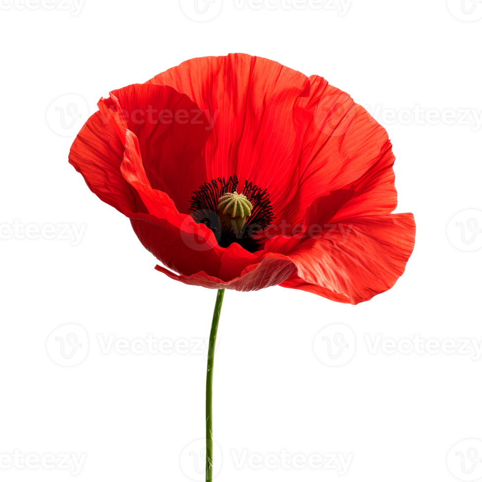 A vibrant red poppy flower isolated on a transparent background png