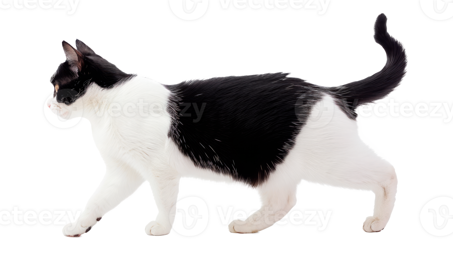 A playful black and white cat walking elegantly across a transparent background. png