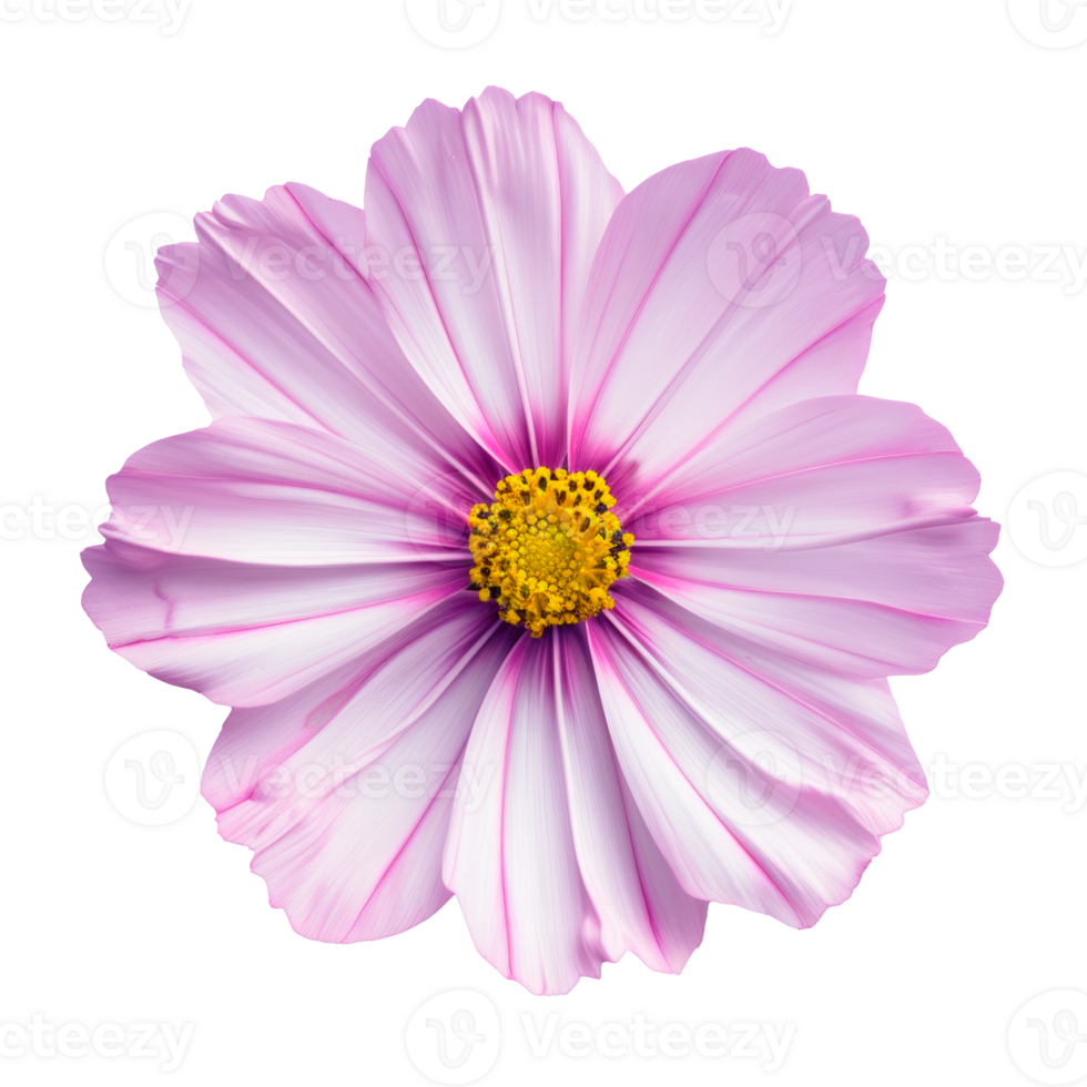 A vibrant pink cosmos flower with yellow center isolated on transparent background png