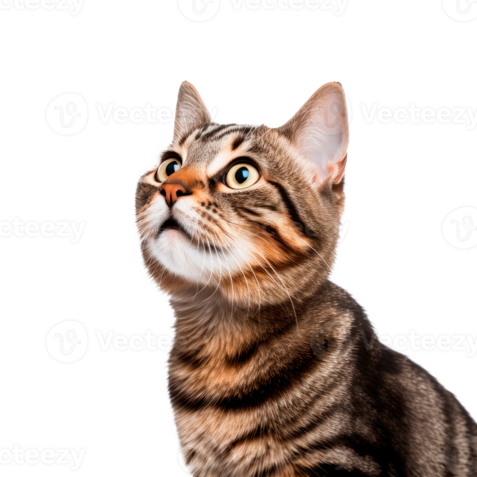 Curious tabby cat with striking eyes looking upwards in a playful pose png