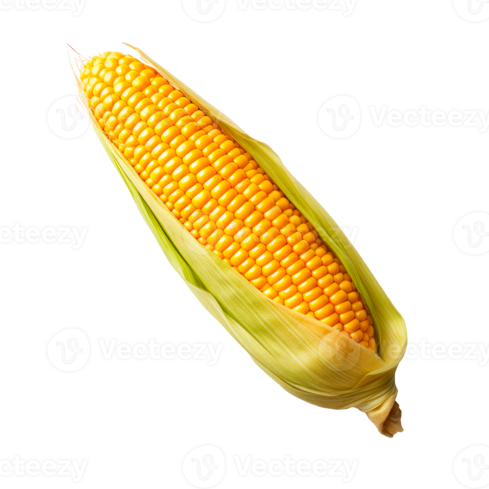 Fresh yellow corn on the cob isolated on a transparent background png