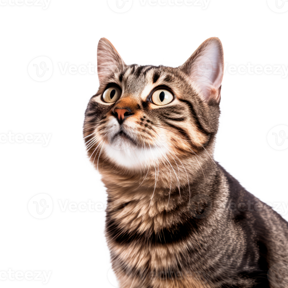 Cute tabby cat with curious expression isolated on a transparent background png