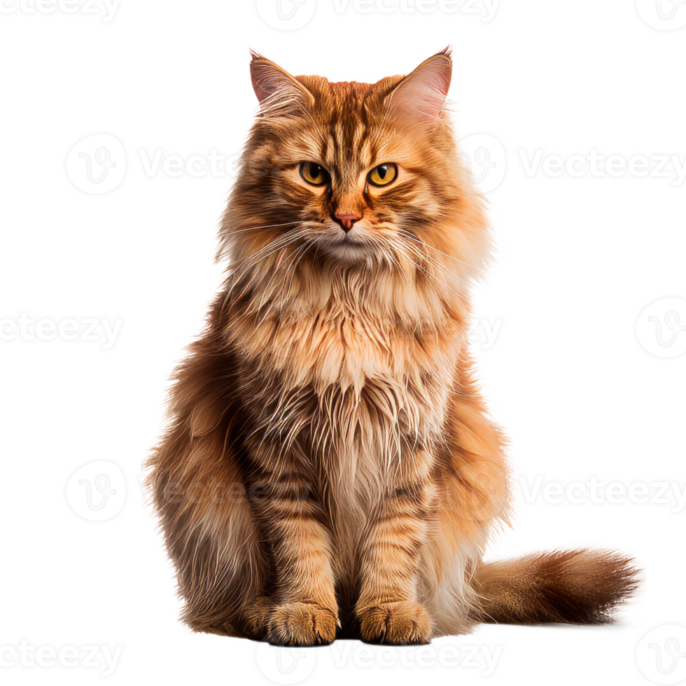 A fluffy orange cat sitting gracefully with striking eyes. png