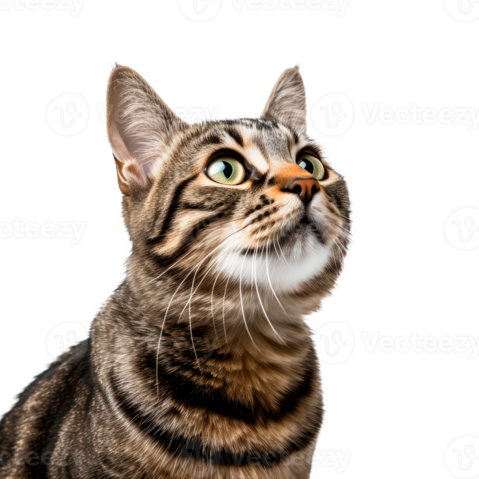 A curious tabby cat with striking green eyes looking upwards. png