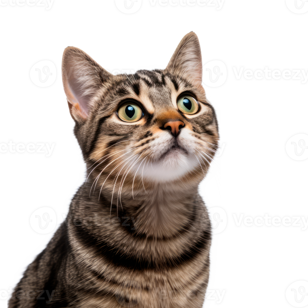 A cute tabby cat with curious eyes looking up at the camera png
