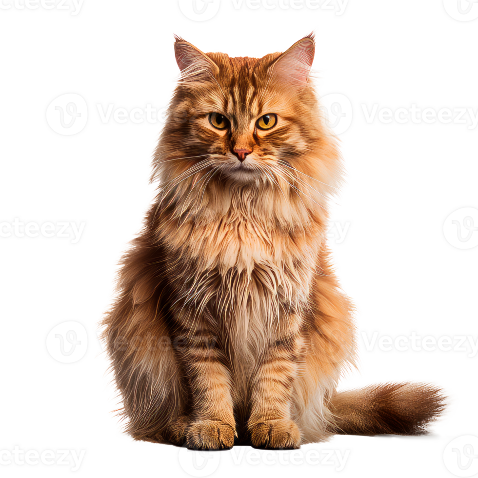 Fluffy orange cat sitting elegantly with a striking gaze on a transparent background png