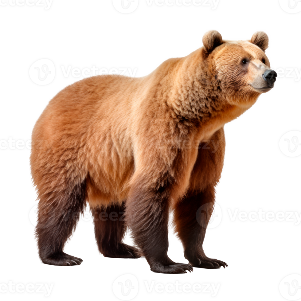 A majestic brown bear standing in a natural pose on a transparent background. png