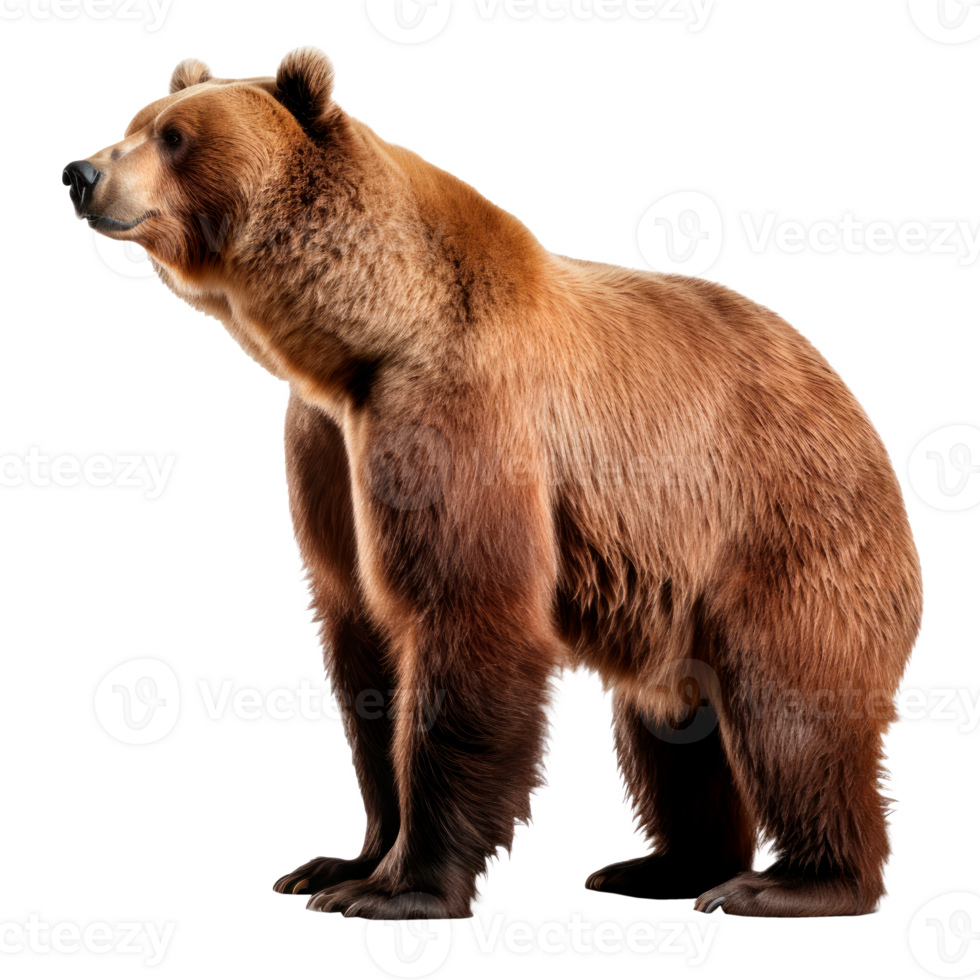 A realistic side view of a standing grizzly bear on a transparent background. png
