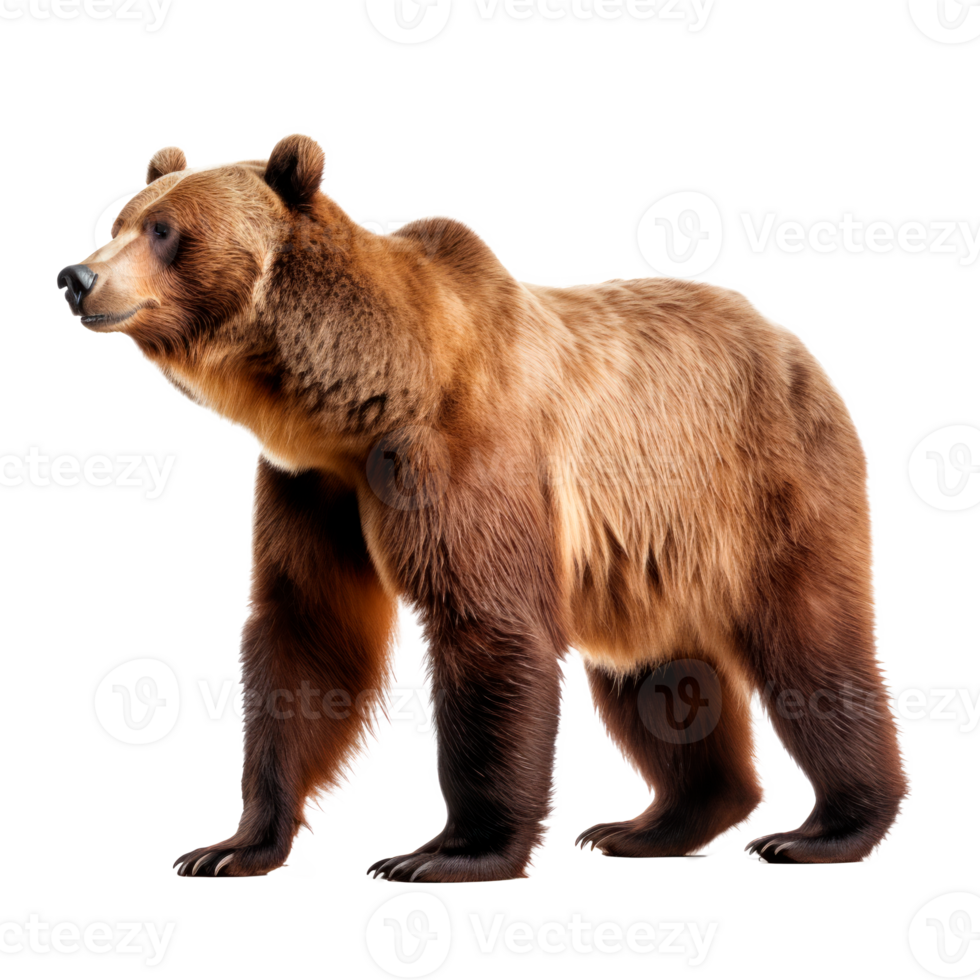 A realistic illustration of a standing grizzly bear on a transparent background. png