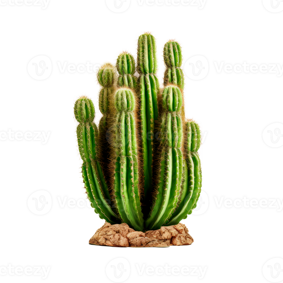A tall green cactus with multiple arms on a transparent background png