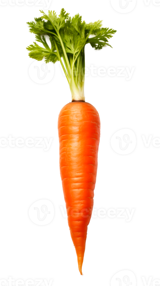 Fresh orange carrot isolated on a transparent background for culinary use png
