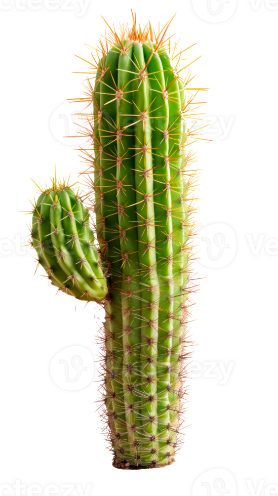 A tall green cactus with spines isolated on a transparent background png