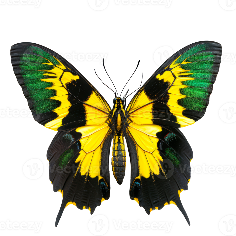 Colorful butterfly with yellow and green wings isolated on transparent background png