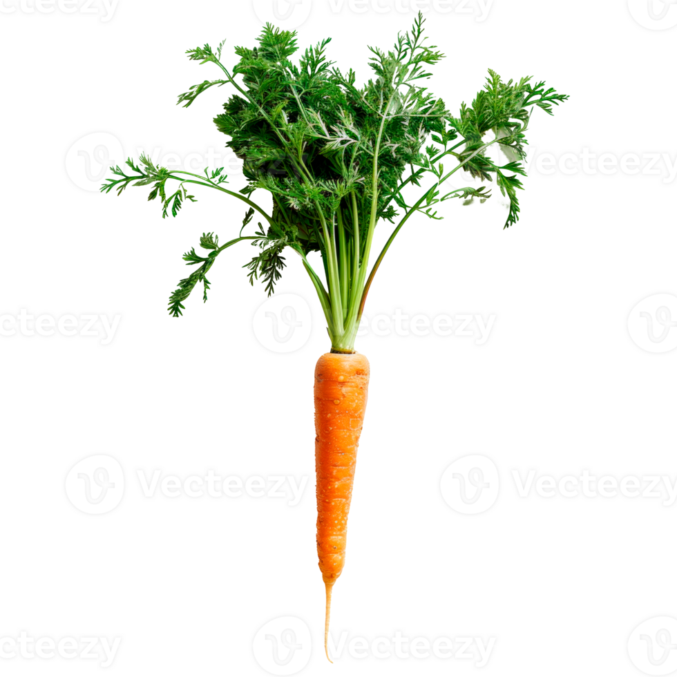 Fresh carrot with green leaves isolated on a transparent background png