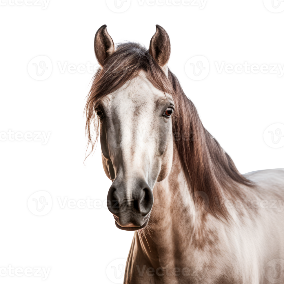 A close-up portrait of a beautiful white horse on a transparent background. png
