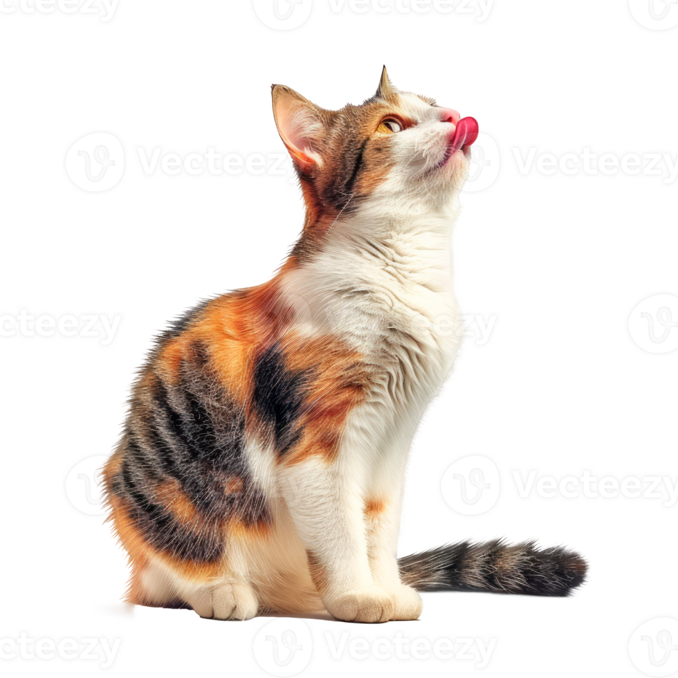 A playful domestic cat licking its nose with a curious expression. png