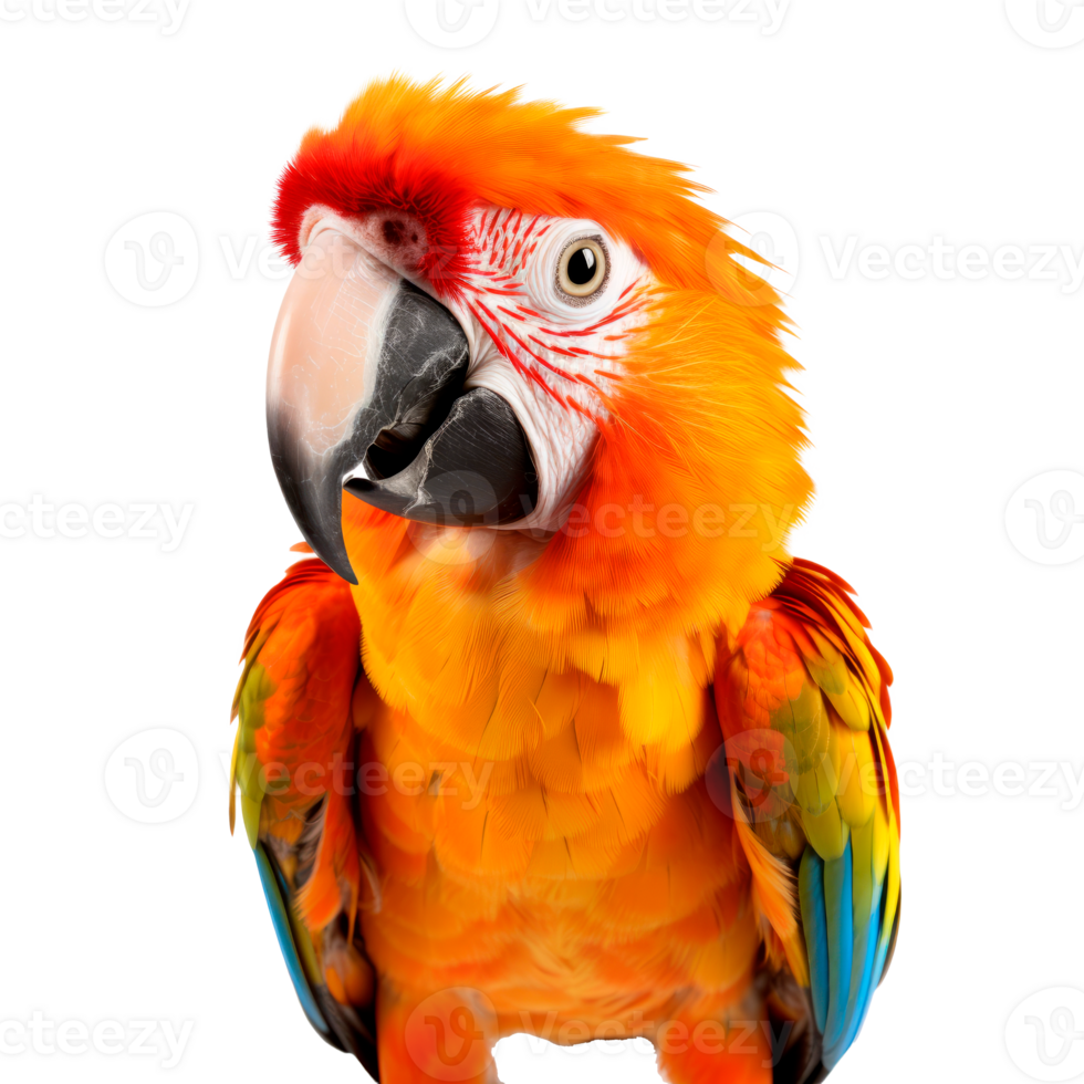 Vibrant macaw parrot with colorful feathers against a transparent background png