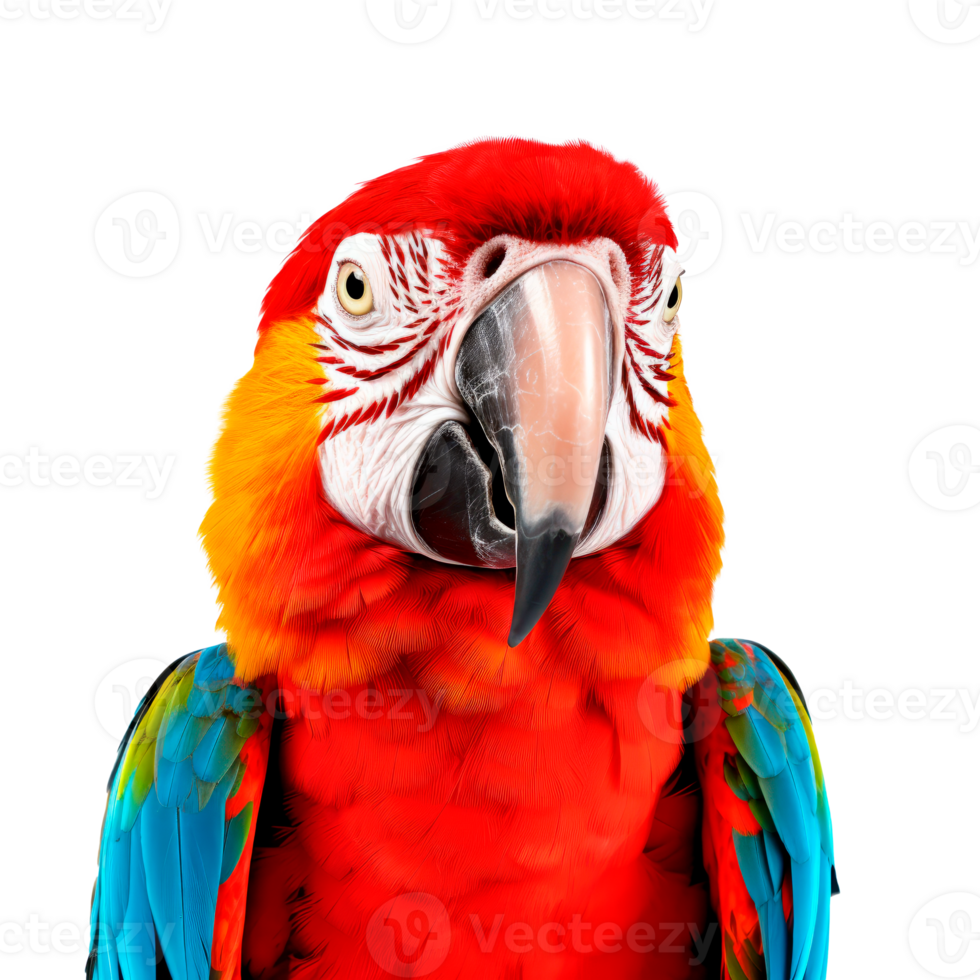 Vibrant close-up of a colorful macaw parrot on transparent background png