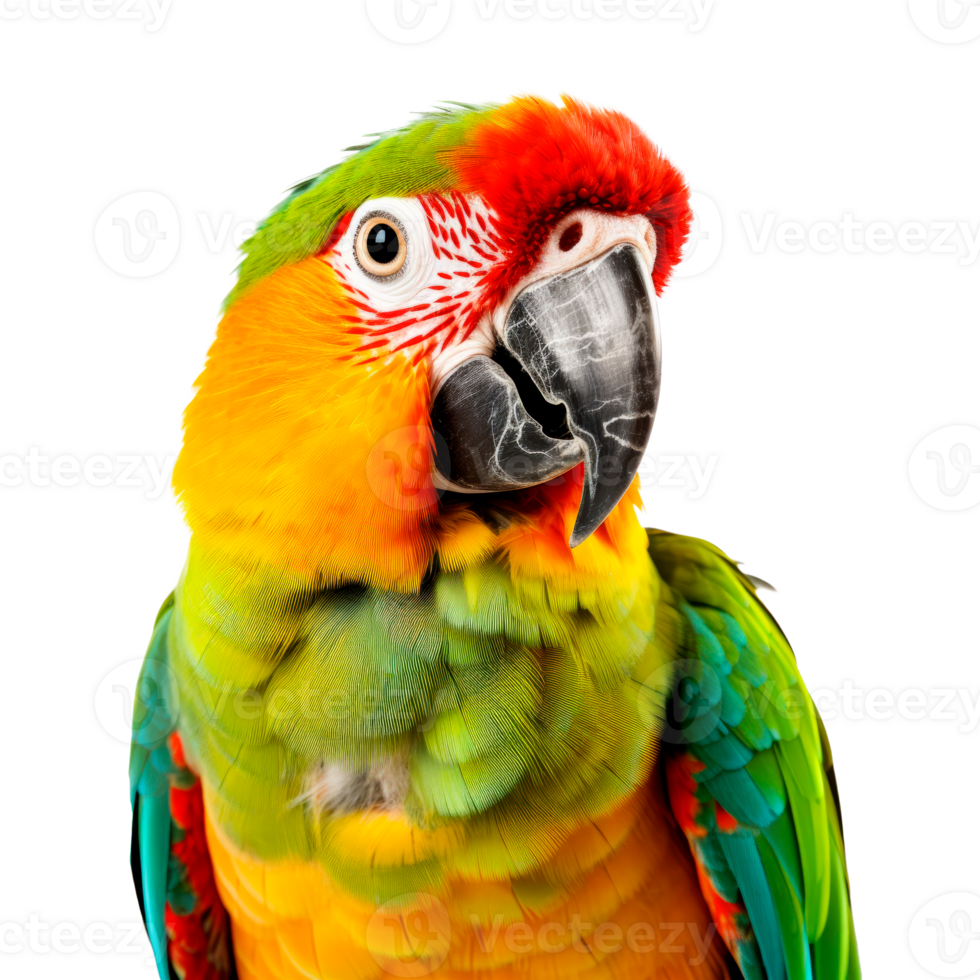Colorful parrot with vibrant feathers on a transparent background png