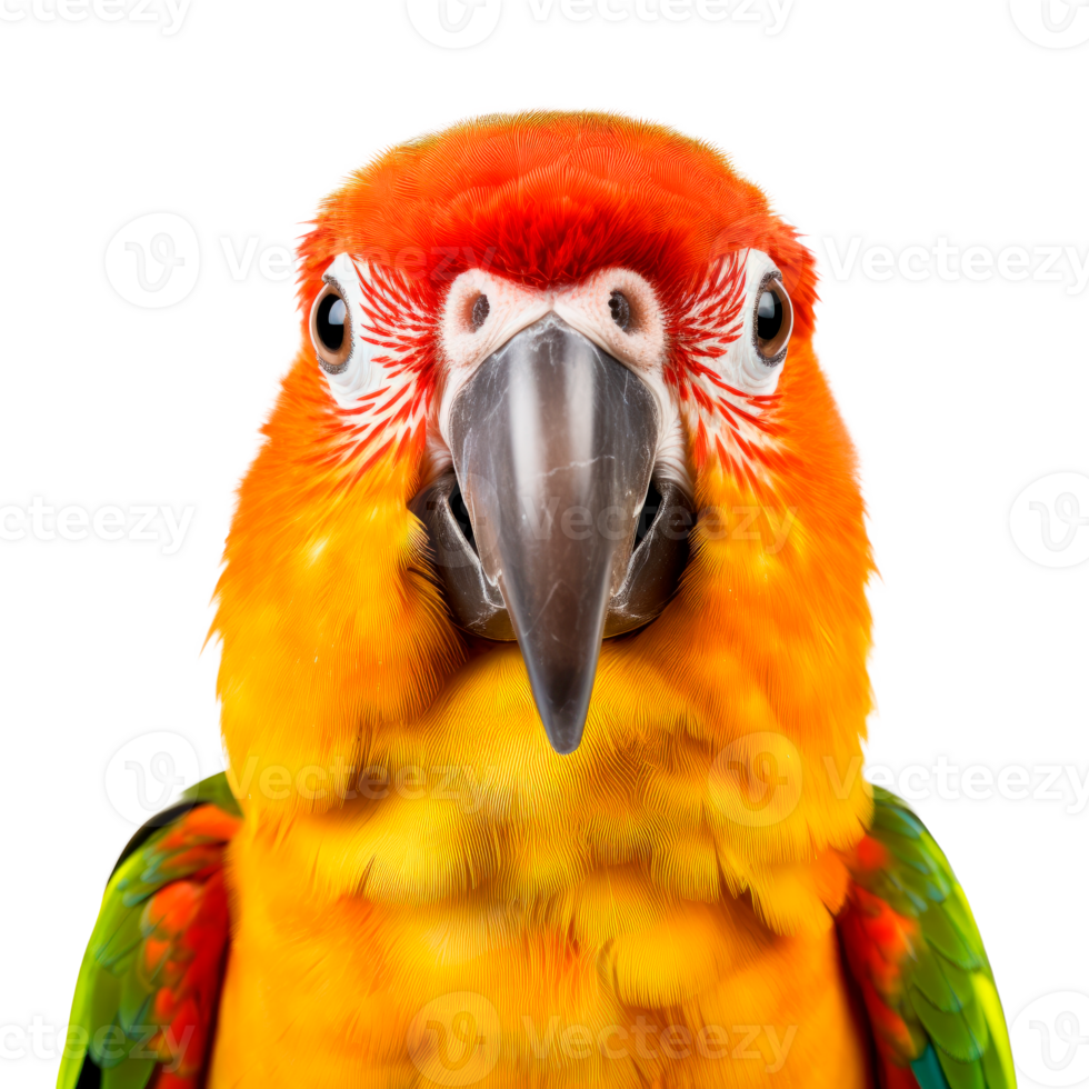 Close-up portrait of a vibrant and colorful parrot with bright feathers. png
