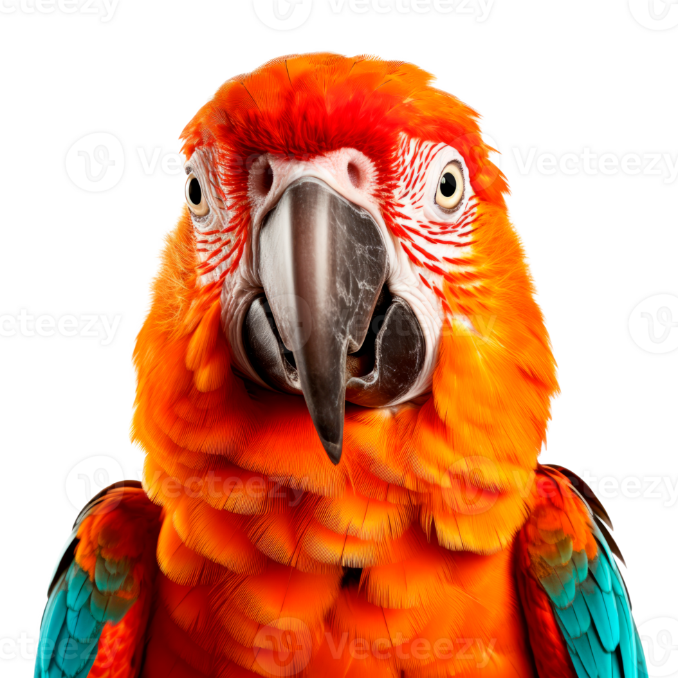 Vibrant close-up of a colorful parrot with striking feathers. png