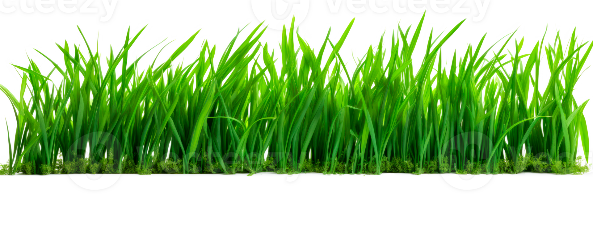 A vibrant patch of green grass isolated on a transparent background png