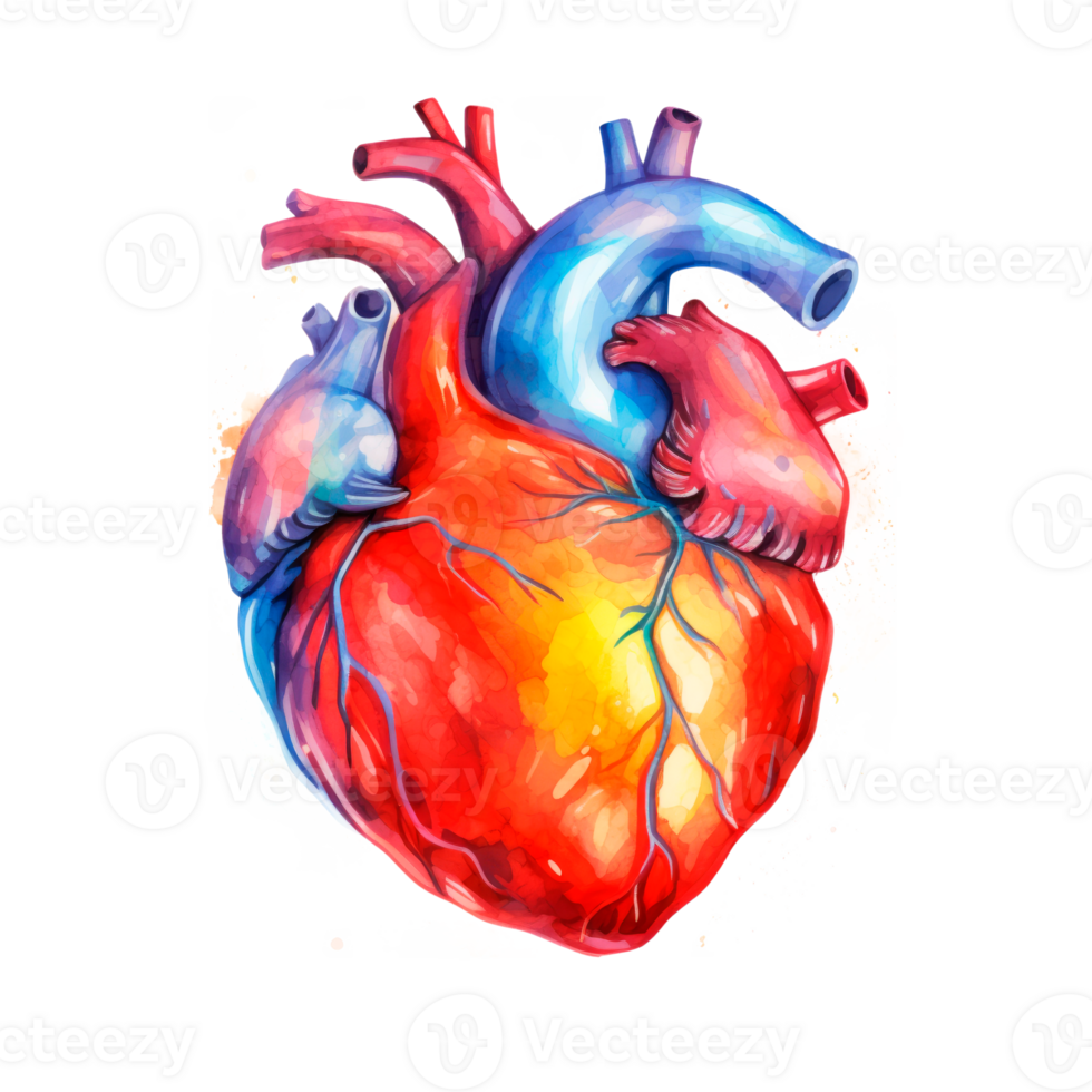 Colorful illustration of a human heart depicting detailed anatomy png