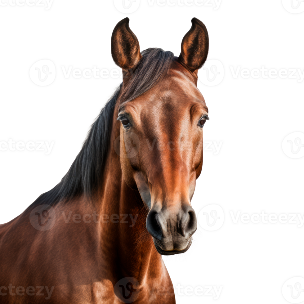 Close-up portrait of a brown horse with expressive eyes and ears. png
