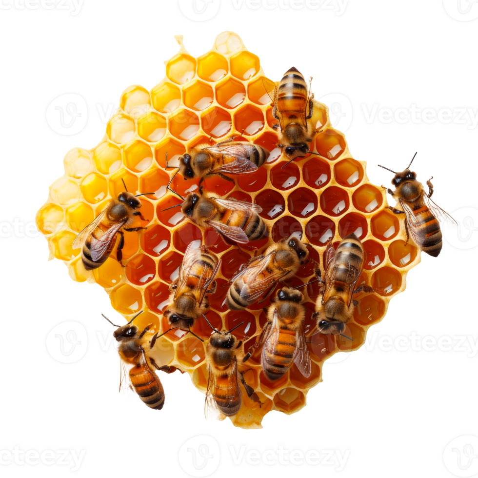 A cluster of bees on a honeycomb filled with honey png